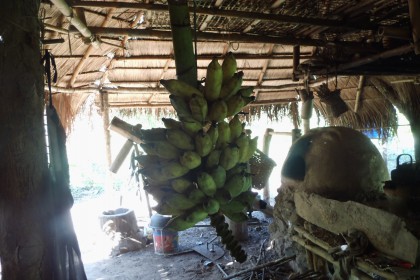 Bananen