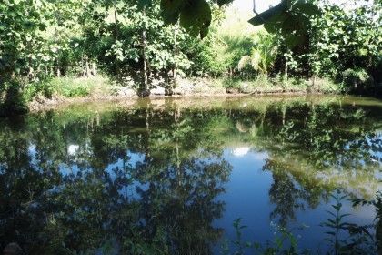 Sahai Nan Farm, der Teich