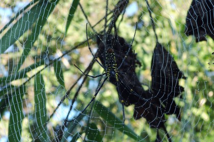 Eine grosse Spinne