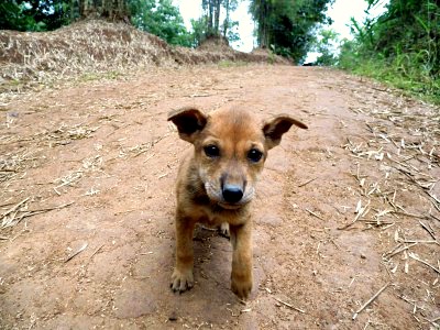 Tollwut in Thailand