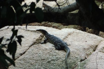 Nationalpark Penang, Waran