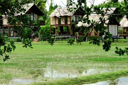 Langkawi Reisanbau